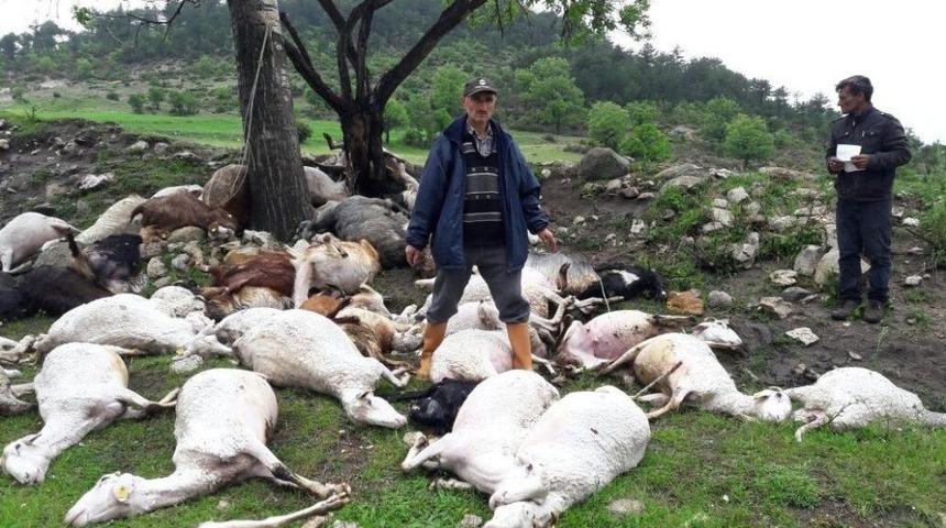 Yıldırım D&uuml;şmesi Sonucu 52 K&uuml;&ccedil;&uuml;kbaş Hayvan Telef Oldu