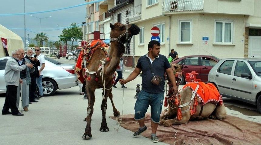 Manavgat&rsquo;ın Develeri Mudanya Turunda