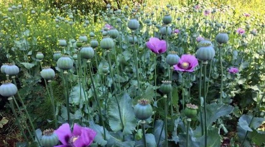 Tekirdağ'da 1650 K&ouml;k Haşhaş Ele Ge&ccedil;irildi