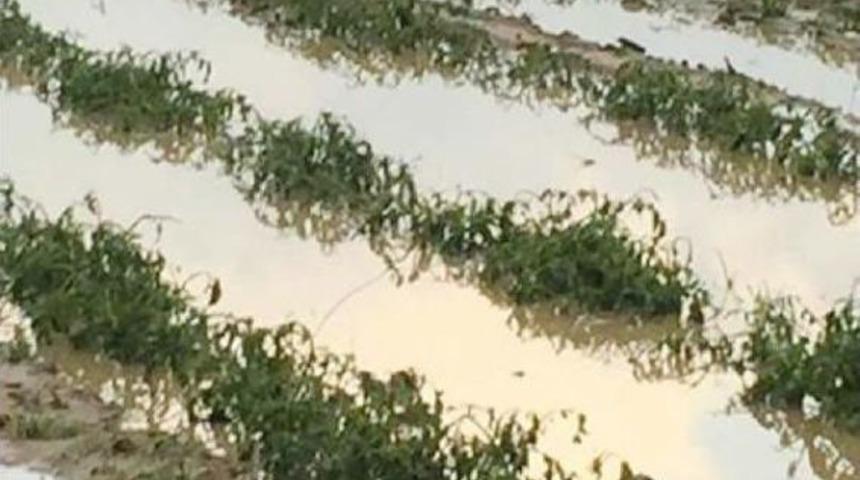 Manisa'da Yağmur Ve Dolu Tarlalarda Zarar Yarattı