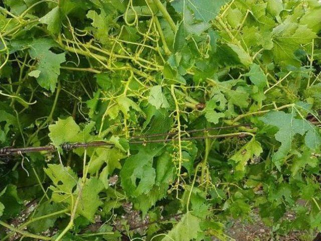 Manisa'da Yağmur Ve Dolu Tarlalarda Zarar Yarattı