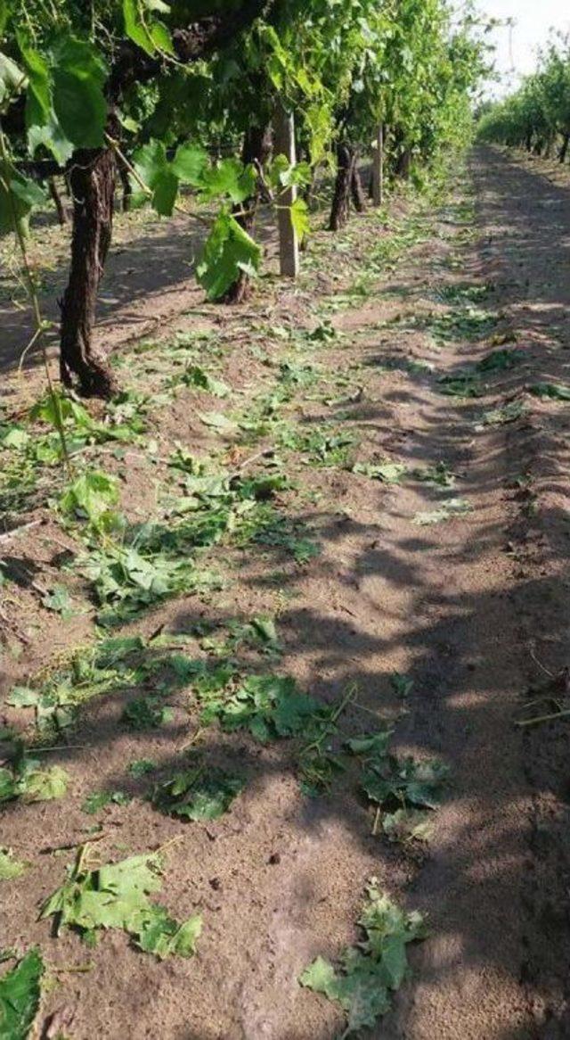 Manisa'da Yağmur Ve Dolu Tarlalarda Zarar Yarattı