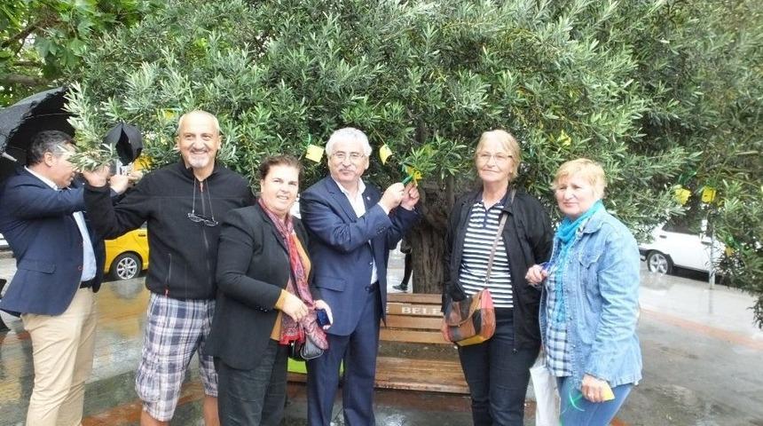 Balıkesir&rsquo;de Zeytinciler Kanundan Endişeli