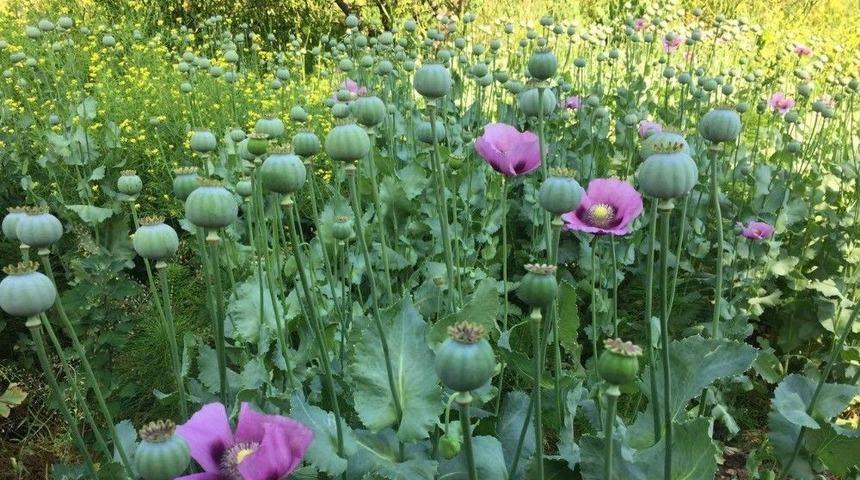 Bin 650 K&ouml;k Haşhaş Yakalandı