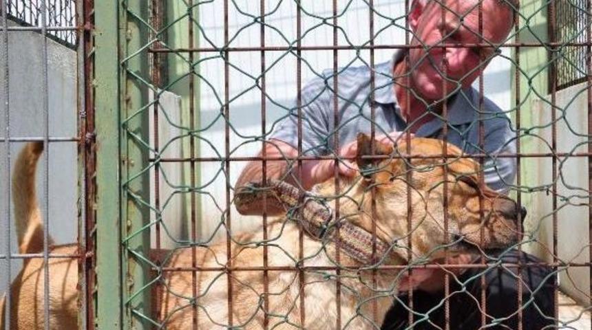 Su&ccedil;ta Kullanılan &Ccedil;oğu Pitbull 39 K&ouml;pek Rehabilite Ediliyor