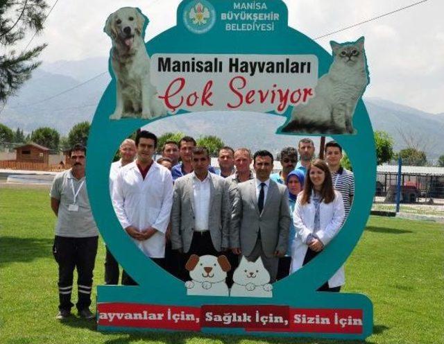 Suçta Kullanılan Çoğu Pitbull 39 Köpek Rehabilite Ediliyor