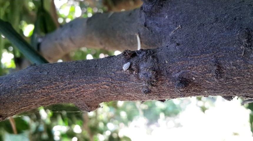 Aydın&rsquo;da Turun&ccedil;gil Unlu Bit Zararlısı İle M&uuml;cadele Başladı