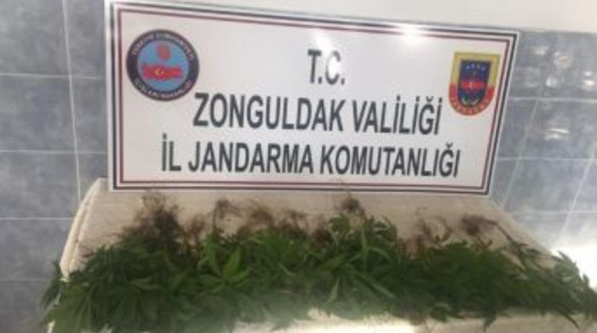 Evin Bah&ccedil;esinde 67 K&ouml;k Hint Keneviri Ele Ge&ccedil;irildi