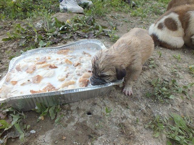 Sokağa Atılan Yavru Köpeklere Vatandaşlar Sahip Çıktı