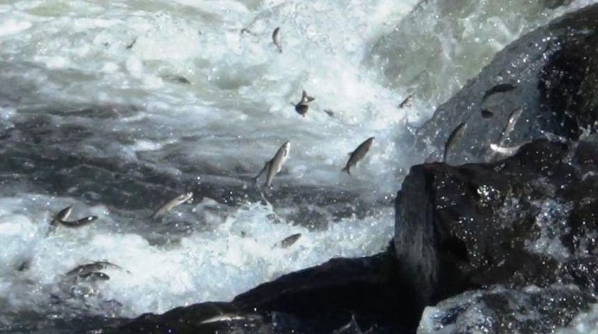 İnci Kefali Balığının G&ouml;&ccedil; Ser&uuml;veni