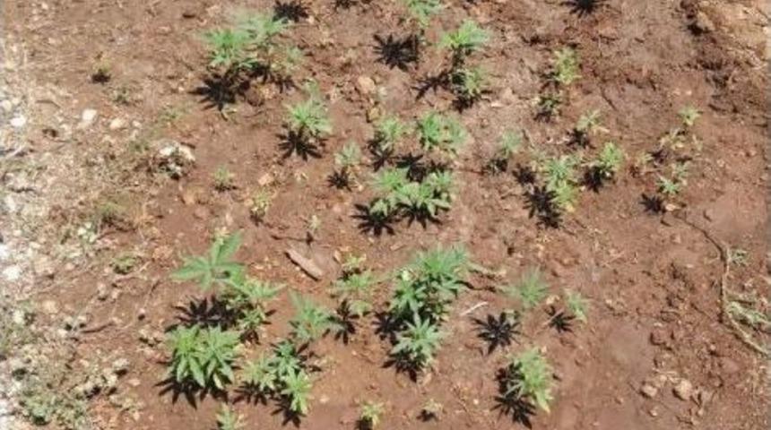 Diktiği Hint Kenevirlerini Sularken Yakalandı