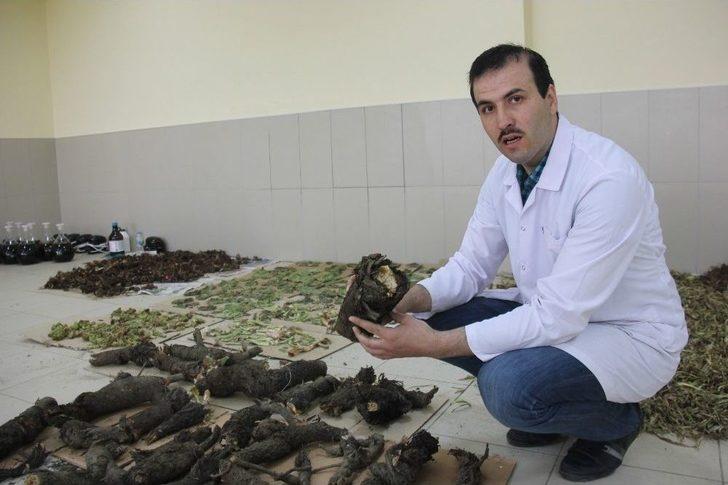 Işkın’ın Doku, Organ Ve Hücre Hasarlarını Onardığı Tespit Edildi G3