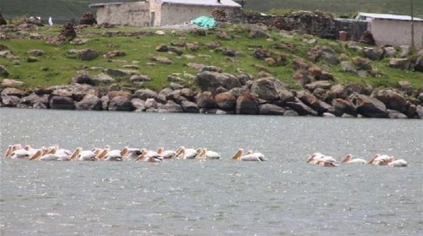 &Ccedil;ıldır G&ouml;l&uuml; Pelikan Akınına Uğradı