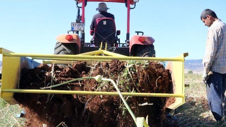 (özel Haber) 35 Derecede Sarımsak Hasadı G2