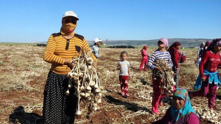 (özel Haber) 35 Derecede Sarımsak Hasadı G3