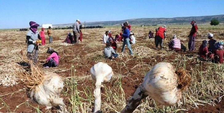 (özel Haber) 35 Derecede Sarımsak Hasadı G4