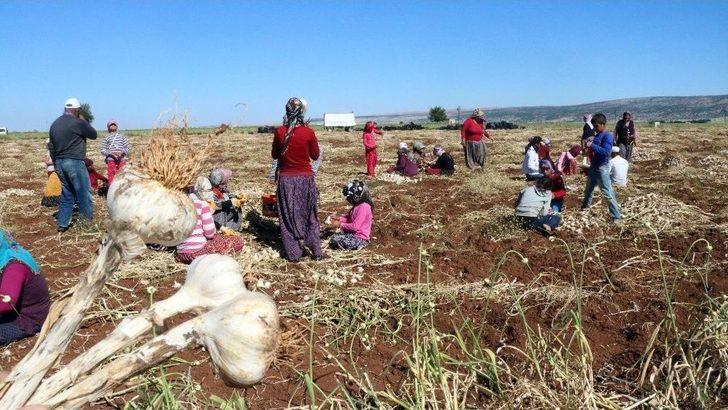 (özel Haber) 35 Derecede Sarımsak Hasadı G5