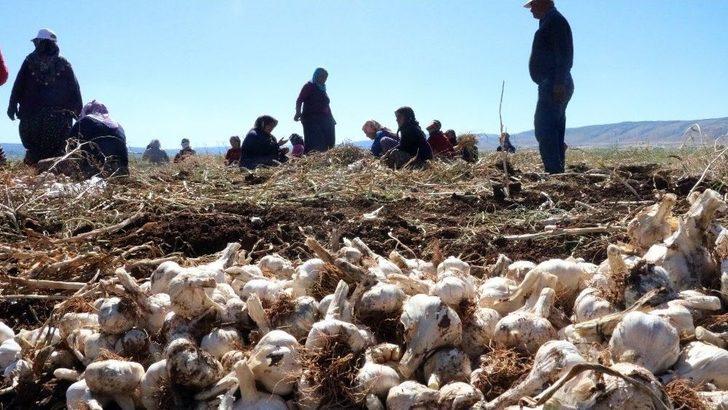 (özel Haber) 35 Derecede Sarımsak Hasadı G1