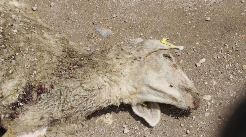 Denizli&rsquo;de Yanlış Aşının 7 Kuzuyu Telef Ettiği İddiası