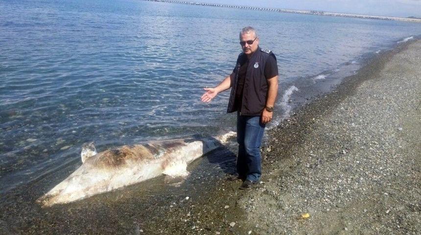 D&ouml;rtyol Sahilinde &Ouml;l&uuml; K&ouml;pek Balığı Bulundu