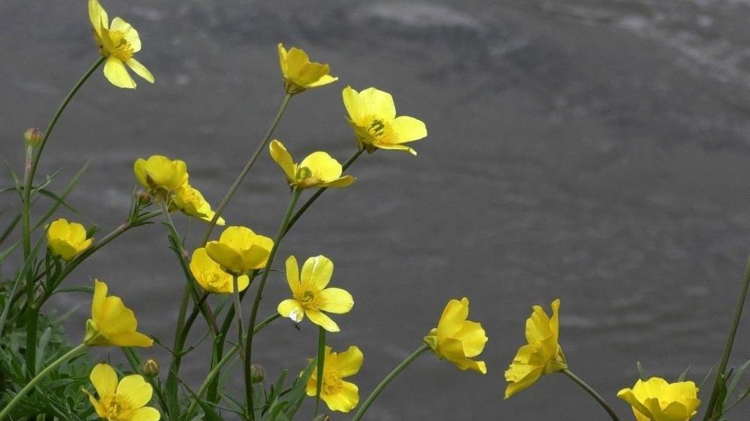 G&ouml;le Ovası Rengarenk