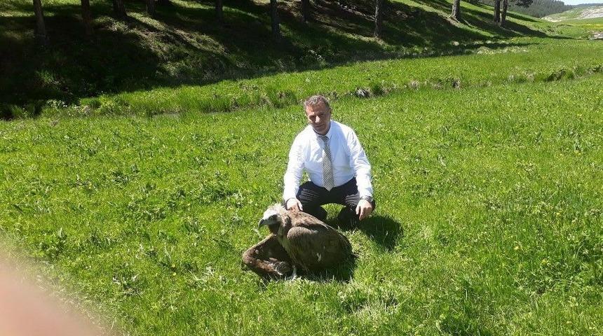 Yaralı Kızıl Akbaba Emin Ellerde