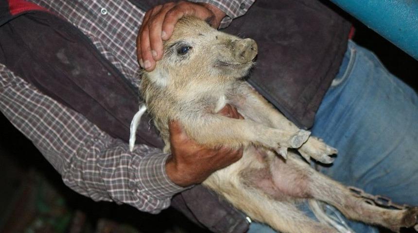 Manisalı &Ccedil;ift&ccedil;i Yaralı Yaban Domuzuna Sahip &Ccedil;ıktı