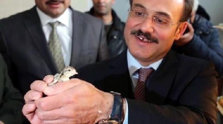 &Uuml;retilp Doğaya Salınarak Kınalı Kekliklerin Artırılması Hedefleniyor