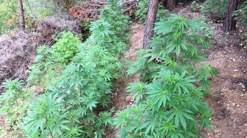 Jandarmadan Kenevir Operasyonu