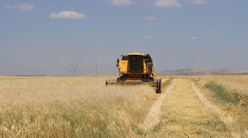 Adıyaman&rsquo;da Hububat Hasadı Başladı