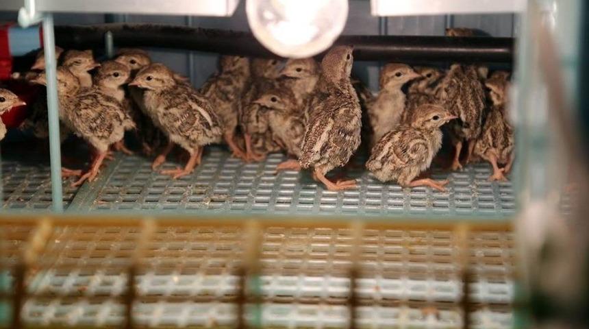 Yozgat&rsquo;ta Yetiştirilen Keklikler Bir&ccedil;ok İlde Doğaya Salınıyor