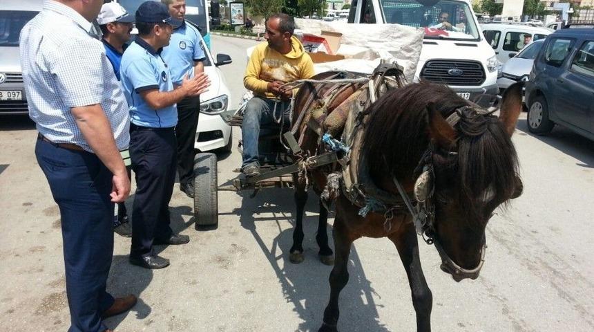 Trafiği Tehlikeye Atan At Arabalarına Zabıta &rsquo;dur&rsquo; Dedi