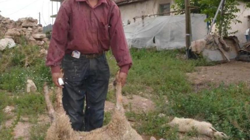 Yanlış Aşıdan 8 Koyunu Telef Oldu