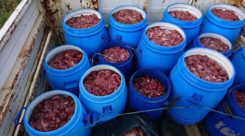 Ko&ccedil;arlı'da Domuz Eti Deposu Ortaya &Ccedil;ıkarıldı