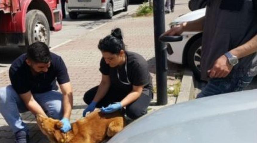 Kartal&rsquo;da Sokak Hayvanları Kuduza Karşı Aşılandı