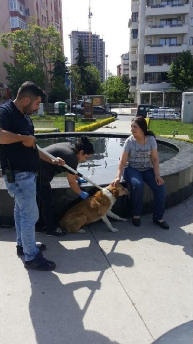 Kartal’da Sokak Hayvanları Kuduza Karşı Aşılandı