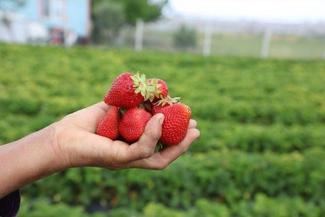 Urla’daki Çilek Projesinde Büyük Başarı