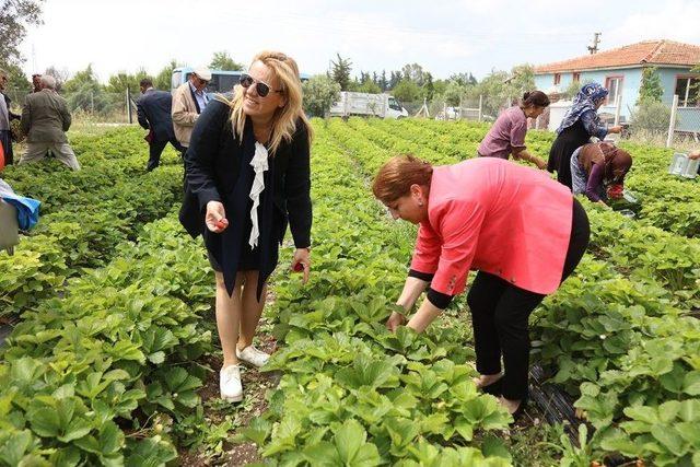 Urla’daki Çilek Projesinde Büyük Başarı