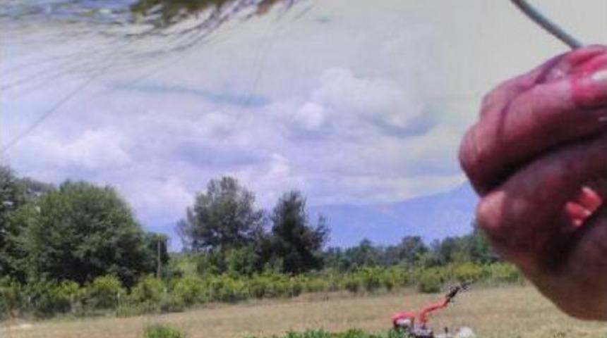 Antik Siyez Buğdayı, K&uuml;ltepe'de Değil Şarkışla'da Bulunmuş