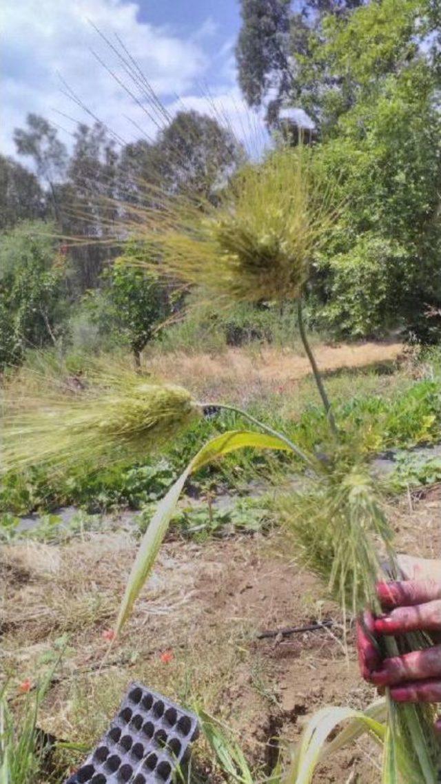 Antik Siyez Buğdayı, Kültepe'de Değil Şarkışla'da Bulunmuş