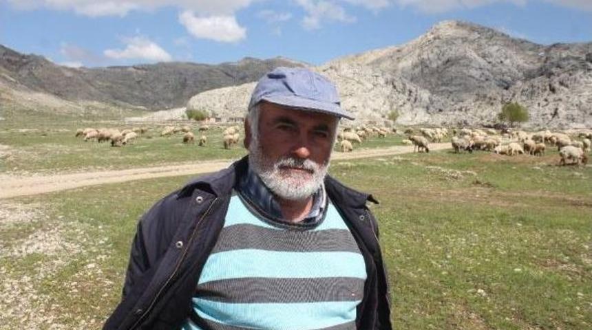 Gazipaşa'da Y&ouml;r&uuml;kler Yaylaya G&ouml;&ccedil; Ediyor