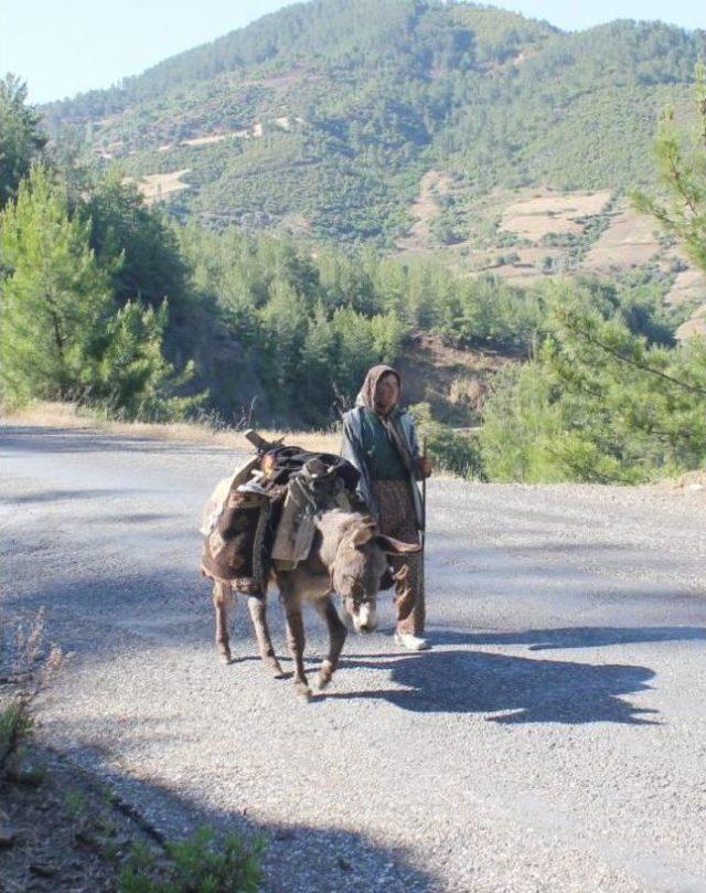 Gazipaşa'da Yörükler Yaylaya Göç Ediyor