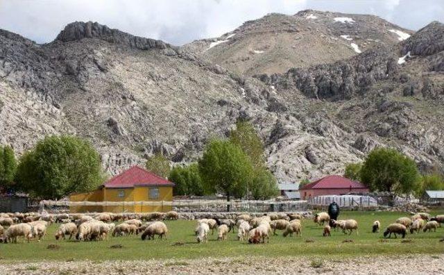 Gazipaşa'da Yörükler Yaylaya Göç Ediyor