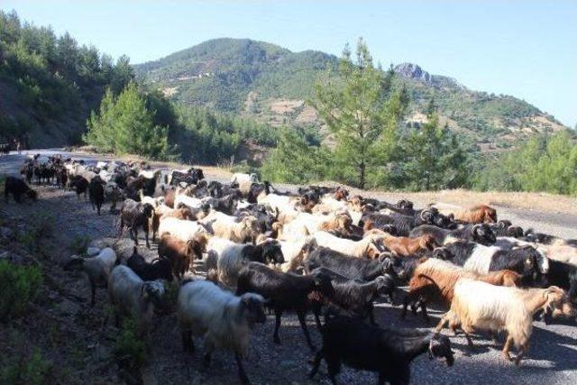 Gazipaşa'da Yörükler Yaylaya Göç Ediyor