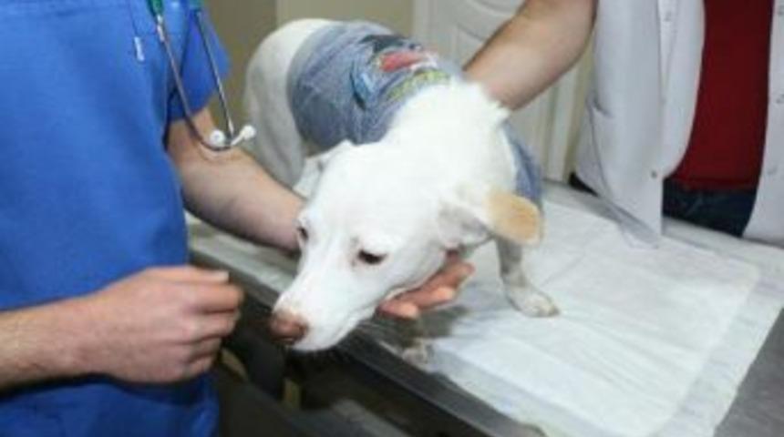 Havu&ccedil;la Işkence Yapılan K&ouml;pek Telef Oldu