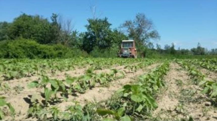 Ayçiçek Tarlasında Kenevir Yetiştirirken Yakalandı