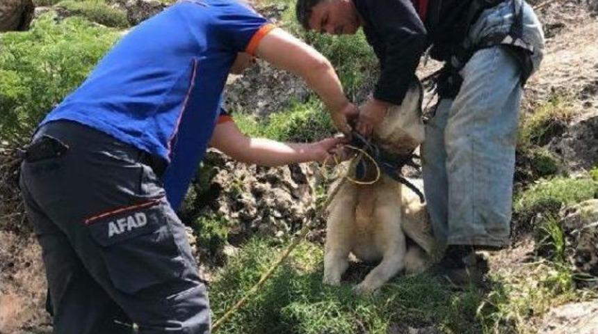 1 Haftadır Dağlık Arazide Mahsur Kalan Pulsar Kurtarıldı