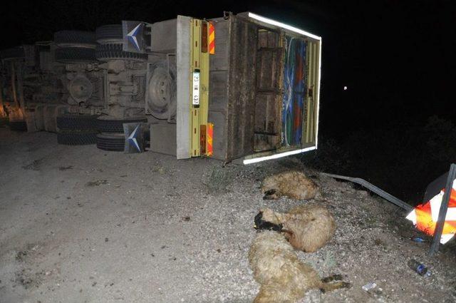 Tunceli’de Trafik Kazası: 5 Kişi Yaralandı, 50 Hayvan Telef Oldu