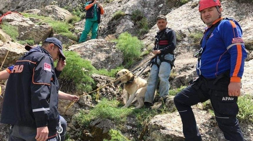 7 G&uuml;nd&uuml;r Dağda Mahsur Kalan &Ccedil;oban K&ouml;peği Pulsar Kurtarıldı
