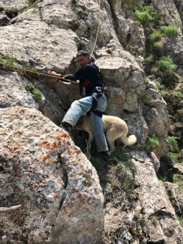 7 Gündür Dağda Mahsur Kalan Çoban Köpeği Pulsar Kurtarıldı